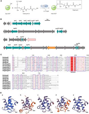 Of its five acyl carrier proteins, only AcpP1 functions in Ralstonia solanacearum fatty acid synthesis